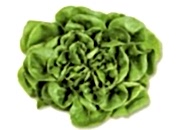 Ekspres Salata Yeşil
